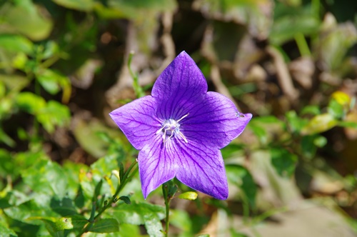 旧芝離宮恩賜庭園にて