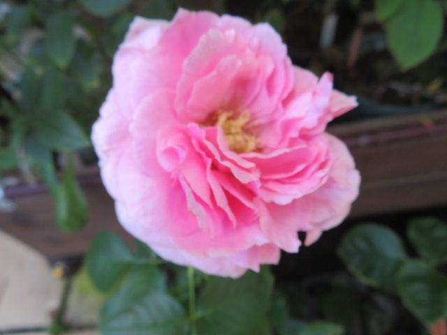 イヴ品種のバラの様々な芍薬咲きへの変化と久々のチョコ登場 | ＊*＊ば 