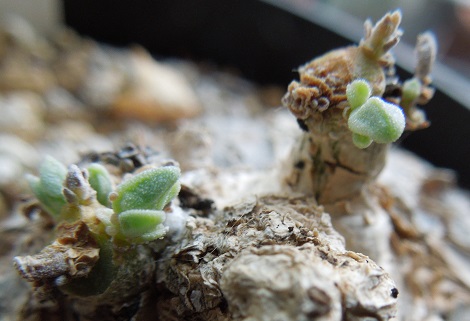 ラスポリー4-18ｰ1