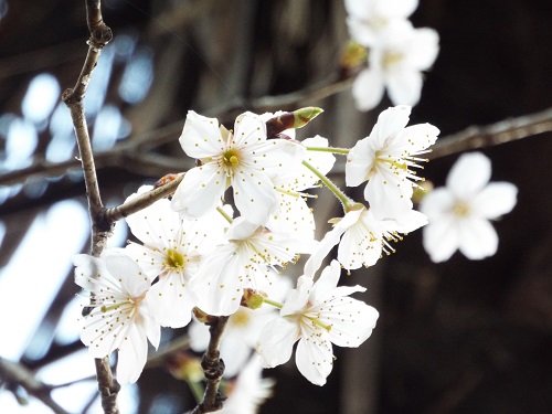 サクラ（桜）国立病院前