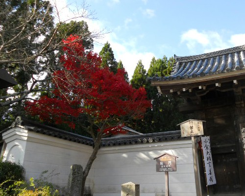2012-11 二尊院総門脇の紅葉.jpg