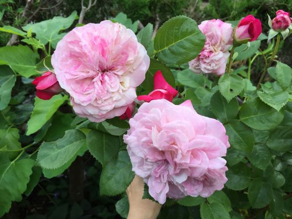 rblog-20170526224721-05.jpg