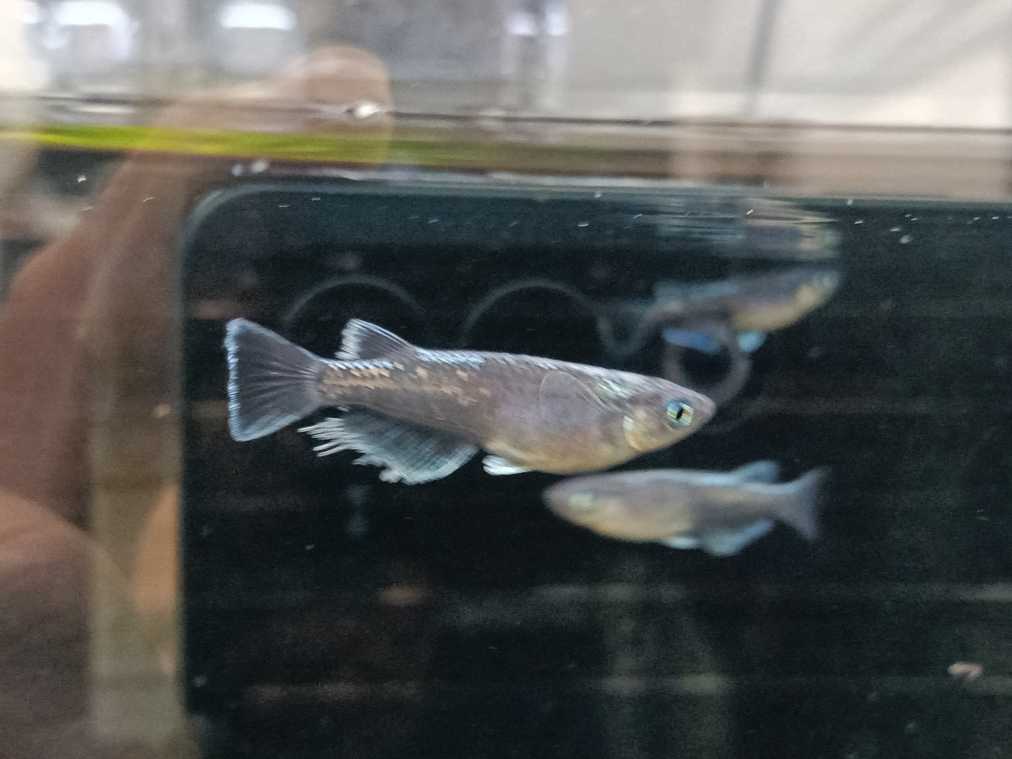 ☆バクランブラックメダカ | 近松めだか - 楽天ブログ