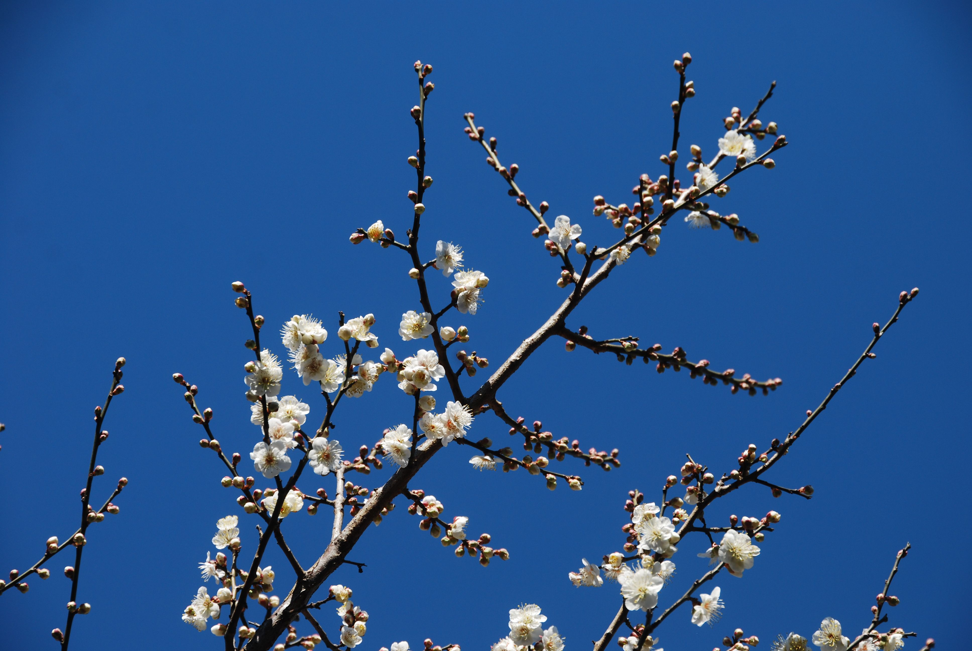 梅の花が 今咲きだしています みかんの木を育てる 四季の変化 楽天ブログ