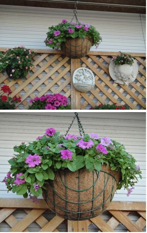 ペチュニアをつるしてみました。