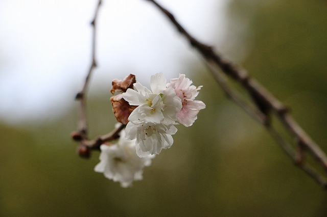 桜？