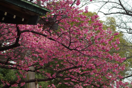 荏原神社の寒緋桜