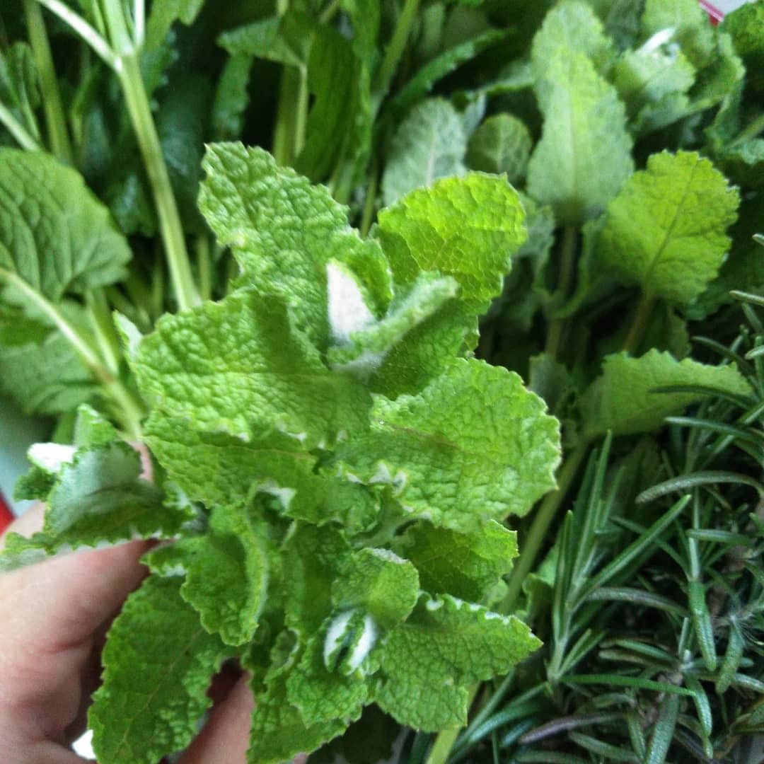 アップルミントティーを緑茶で 海辺の家 子育てと野菜づくり 楽天ブログ