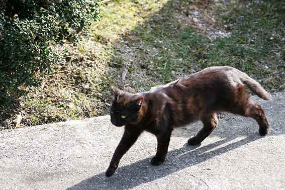 我が家のニャンコ♪2016/4/18-3