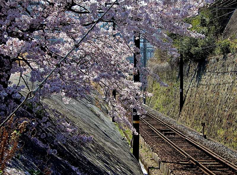 沿線の桜1