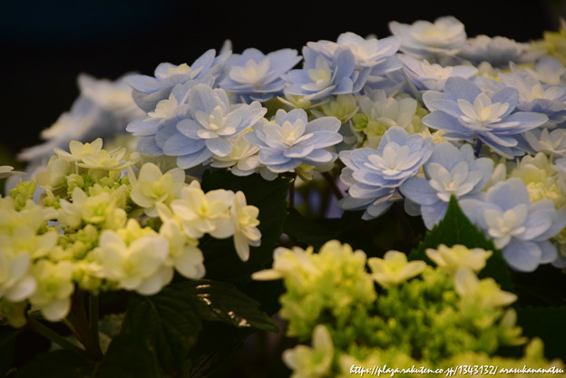 ということで紫陽花を撮ってきました その6 | 今日の予定 - 楽天ブログ