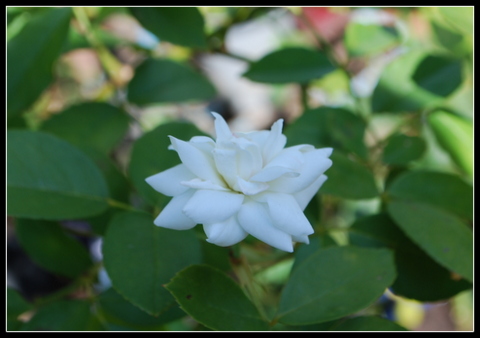 DSC_0003.JPG
