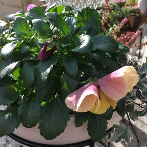 本日のパンジー ビオラ 花いっぱい咲かせたい 楽天ブログ