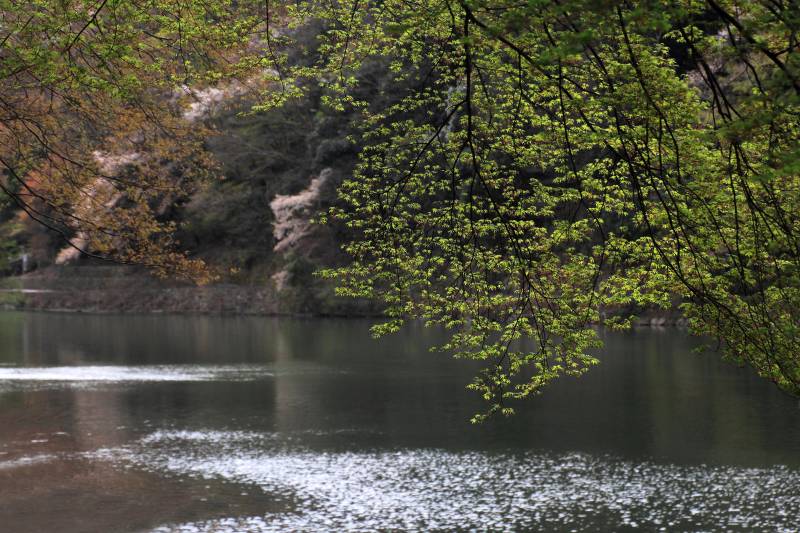 大堰川と嵐山_006紅葉の新緑とサクラ.jpg