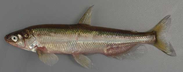 ２０１８年開幕 がんばれと言わない応援ソングの名曲 明日も Shishamo Junyama0921のブログ 楽天ブログ