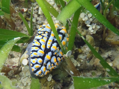 沖縄磯採集2012年9月下旬22　タテヒダイボウミウシ（Phyllidia varicosa）