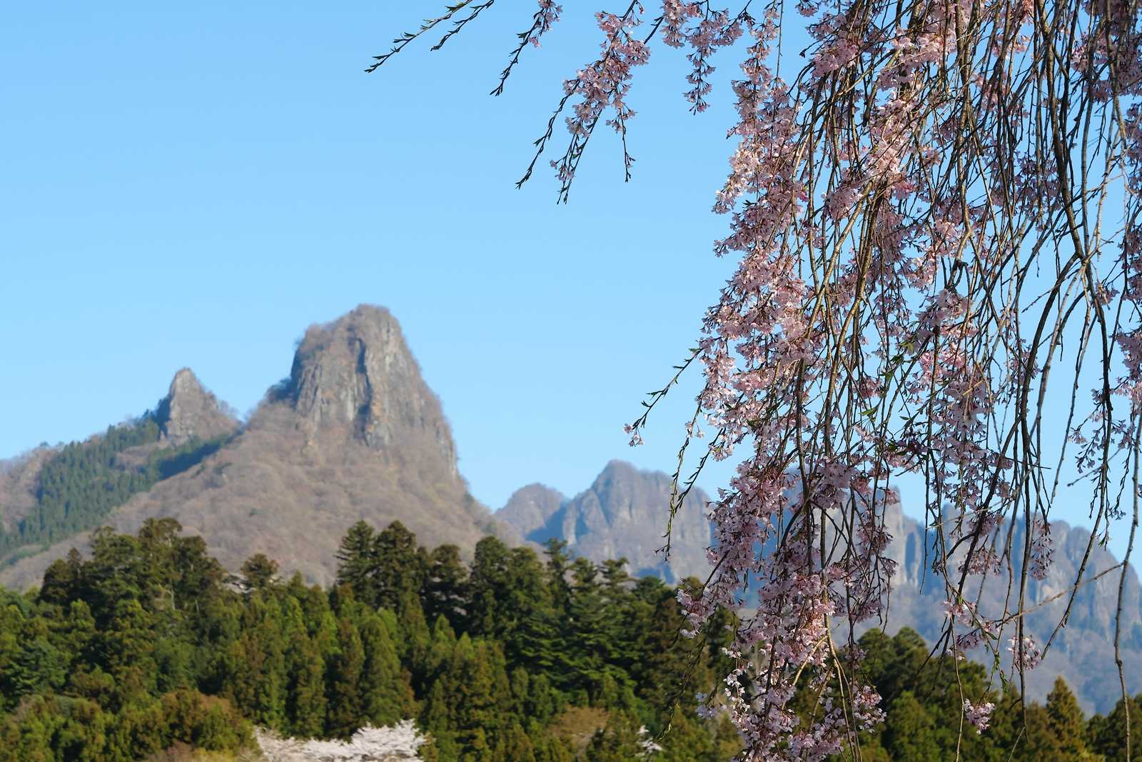 菅原のしだれ桜と妙義山 | シグマのカメラに魅せられて - 楽天ブログ