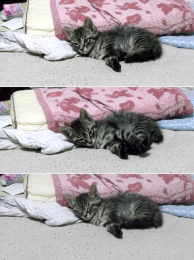 すずひめ　眠い　8月10日　05　合成.jpg