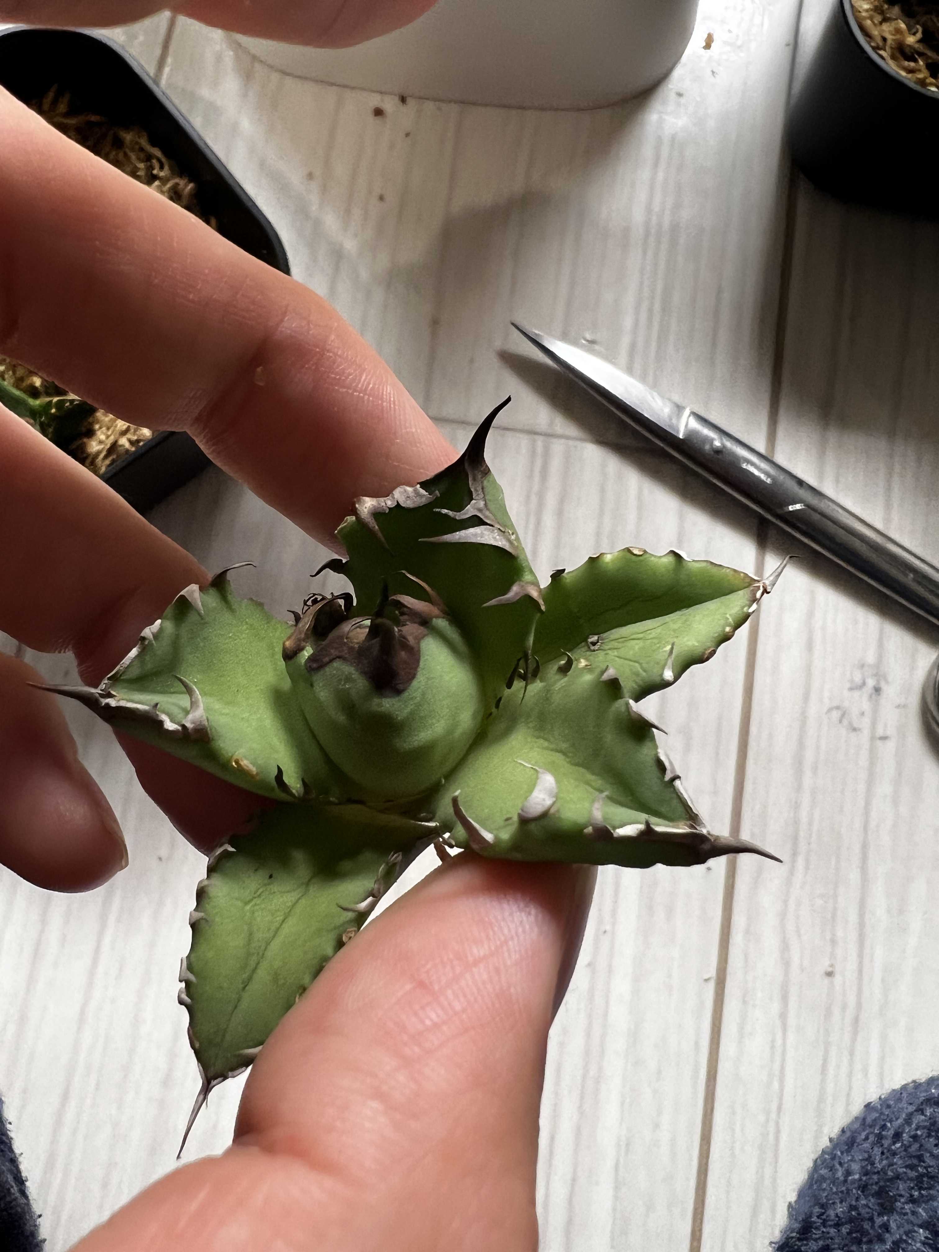 アガベ チタノタ ドワーフ(姫厳竜) 発根管理 水苔篇 | 植物栽培 アガベ チタノタ ドワーフ(姫厳竜) 発根管理 水苔篇 | 植物栽培