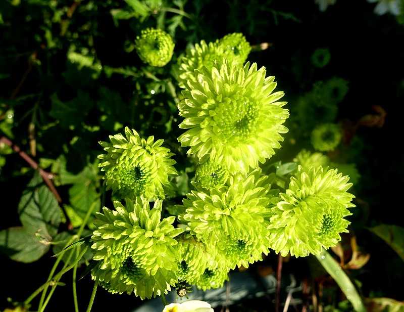 11月8日 今日の一花 スプレーマム グリーンマム Gazengamaのブログ 散歩中に出合った花と趣味の陶芸作品 楽天ブログ