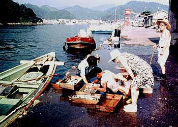 近くの小さい漁港で魚の見学