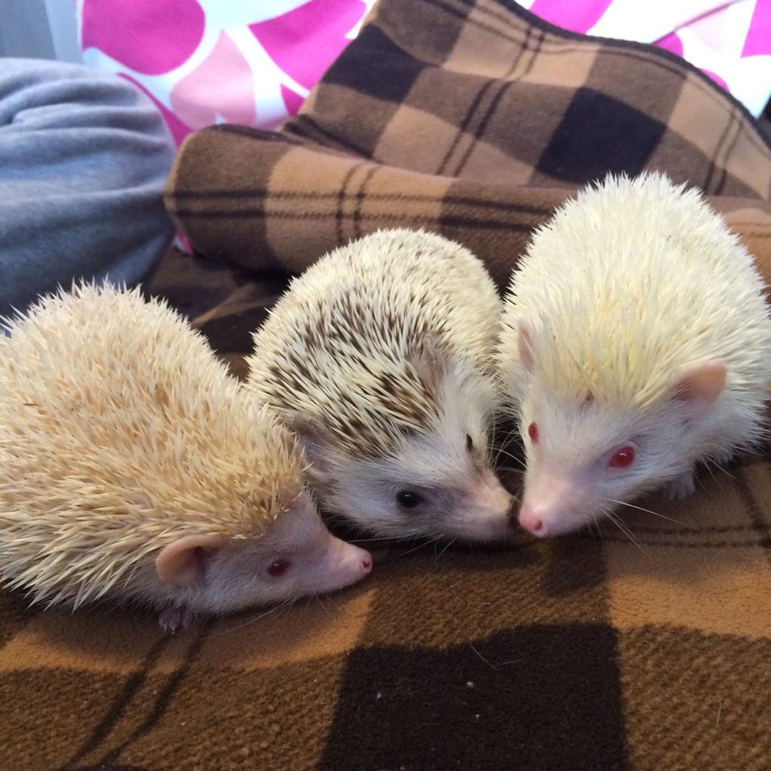 へやんぽ ハリネズミとビールな毎日 楽天ブログ