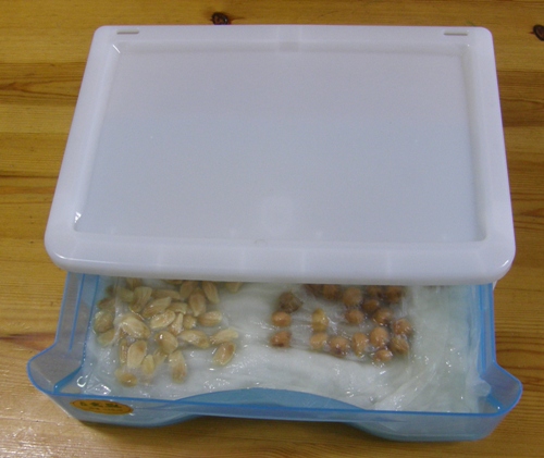 発芽待ち001_20120605_1