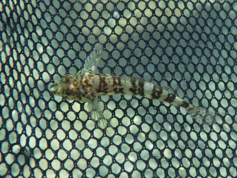 串本磯採集2016年10月上旬41　アヤヘビギンポ（Helcogramma inclinata）