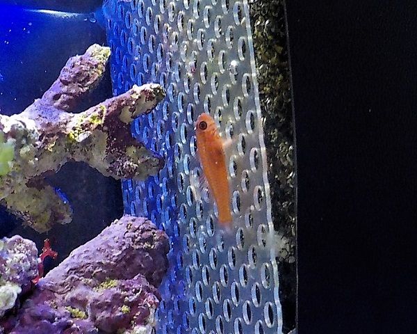 カクレクマノミ Mサイズ 【5匹セット】 海水魚 クマノミ ☆!15時