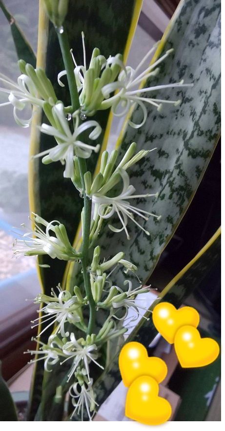 珍しいと噂のサンスベリアの花が咲いたんだって ほっこり Holiday 楽天ブログ