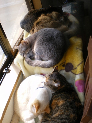 IMGP5949 (300x400).jpg