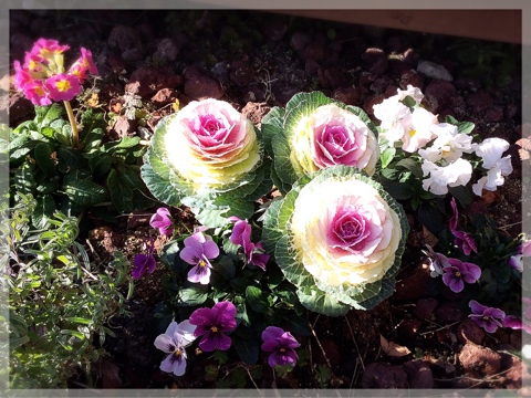 花壇の寄せ植え