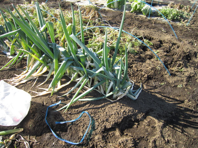 20121228ネギ.jpg