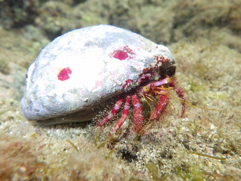 串本磯採集2016年10月上旬28　イシダタミヤドカリ（Dardanus crassimanus）