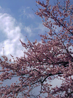 sakura.jpg