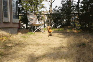 Spikeアニメ2.gif