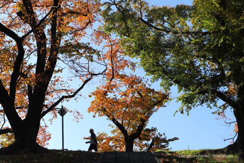 桜紅葉 さくらもみじ ひとひらの風 楽天ブログ