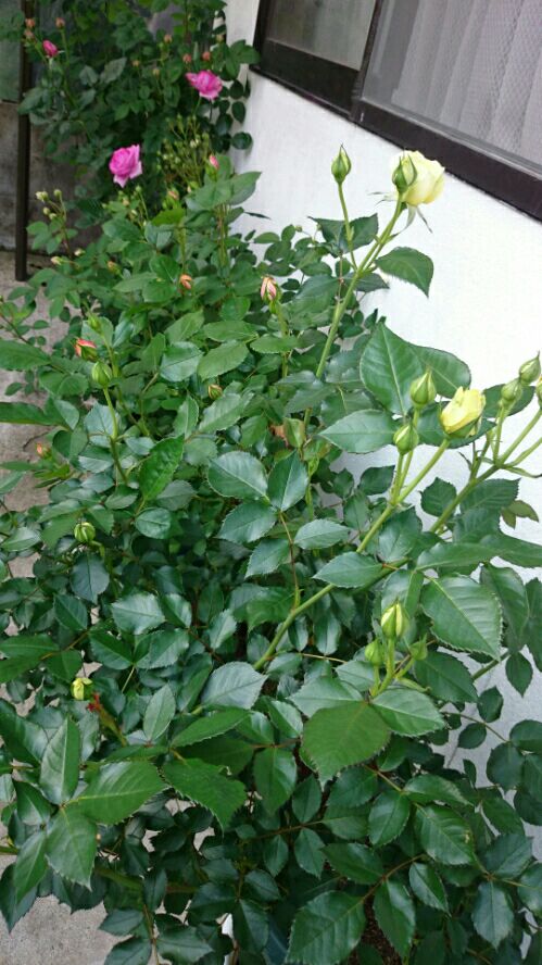 rblog-20160509145703-02.jpg