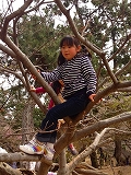 木登り