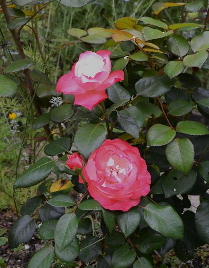 DSC_0697.JPG
