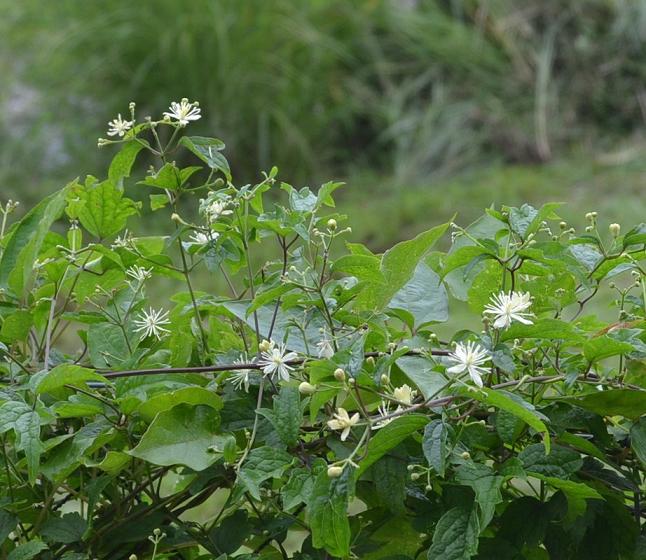 DSC_0346.JPG