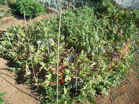 タヒチスイカ　20120823