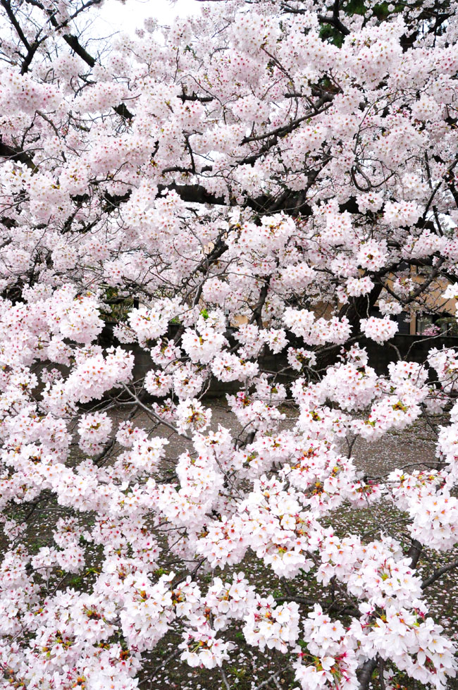 桜３