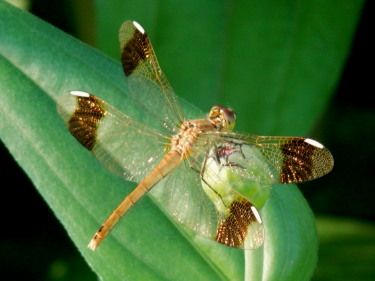 とんぼ　7.27　2015