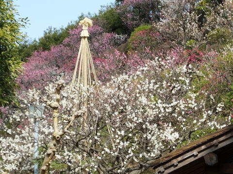 池上梅園にて