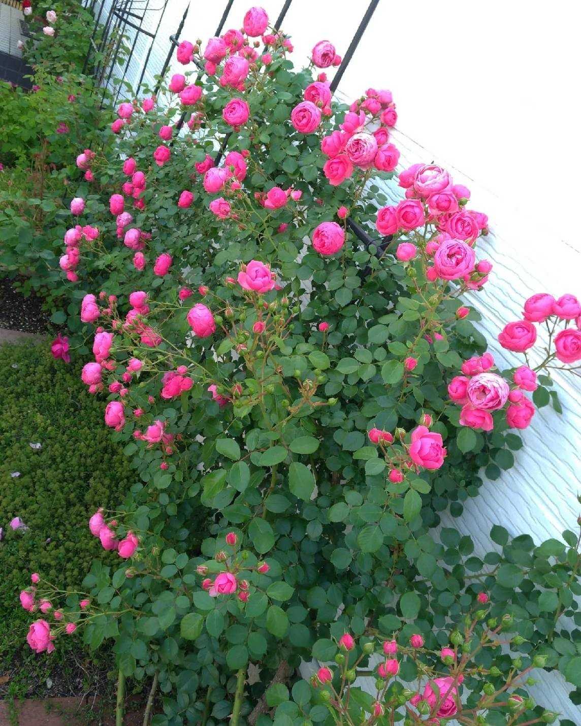 Tmさんのバラの花園 笑えるサバイバルガーデンにようこそ 楽天ブログ