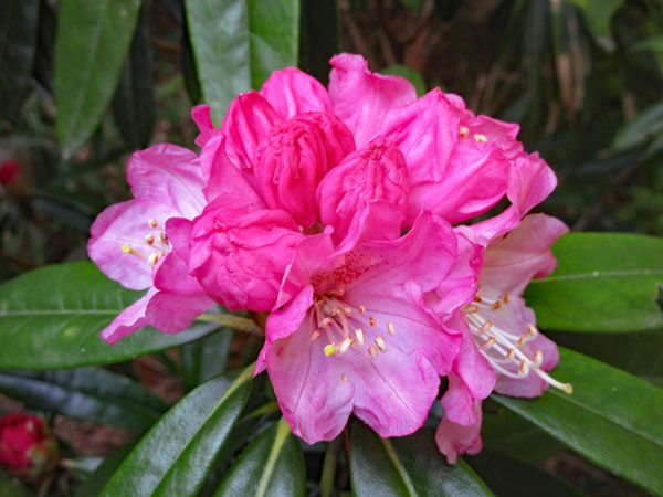 石楠花ページです♡ 石楠花園・石楠花(シャクナゲ)の花 壁紙写真 [四季の彩り壁紙写真集]
