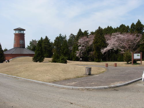 沢スギ　自然館