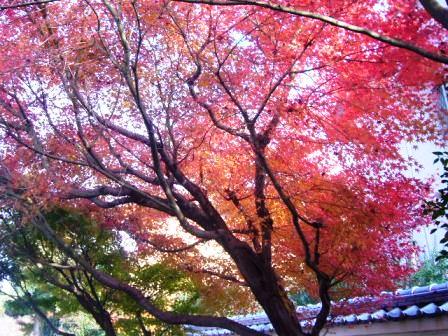 P1150732（紅葉）.jpg