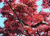20150720モミジー2
